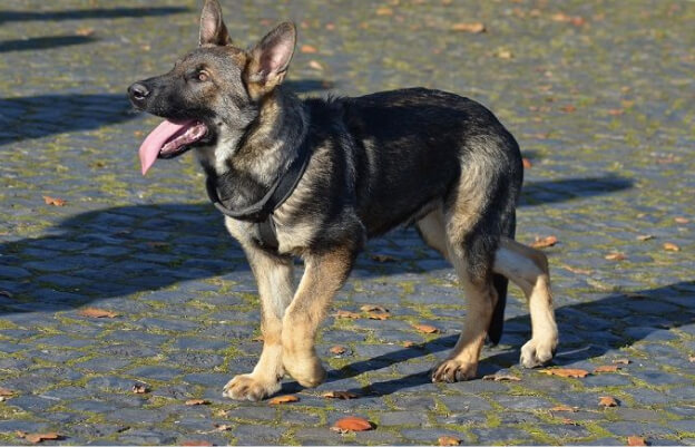 собака поджала одну лапу